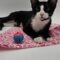 Oreo McPurrington