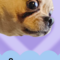 Sammy