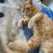 Morris Blaze